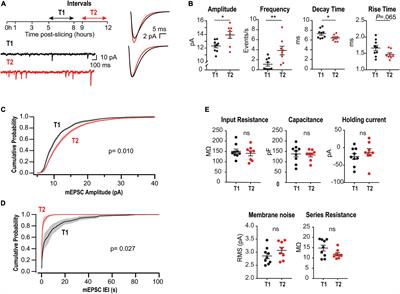 Heterogeneous CaMKII-Dependent Synaptic Compensations in CA1 Pyramidal Neurons From Acute Hippocampal Slices